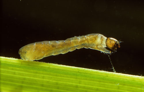 simulium larva